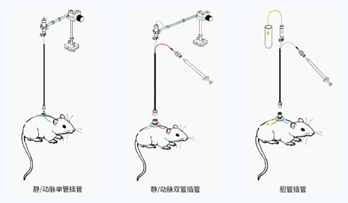 EBET易博小动物颈静脉插管采血及给药培训班报名火热开启