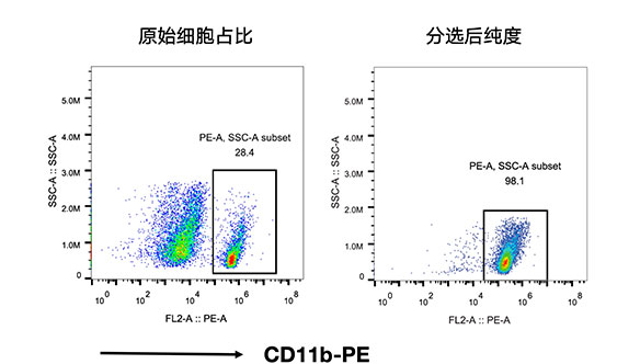 CD11b+小胶质细胞分选试剂盒