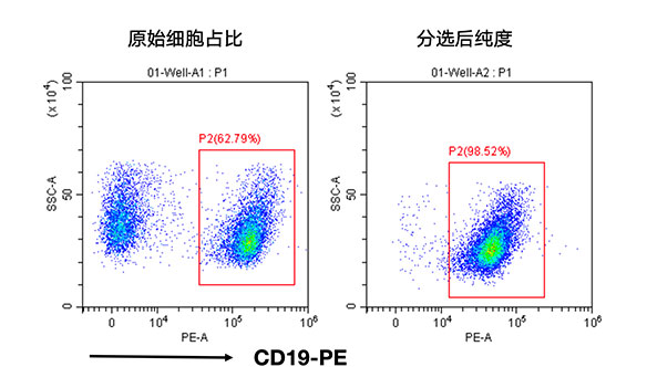 小鼠CD19+细胞分选试剂盒